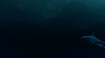 Shark Swim - Blender animation