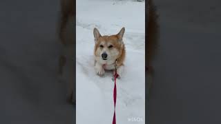 2025.03.08 雪の感触を楽しむコーギー陽菜ちゃん（Hina-chan）