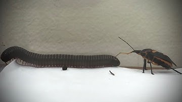 Predatory Stink Bug VS Millipede