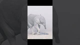 The Elephant Family&#39;s Passage: A Migration Story#animals #shorts #elephant #wildlife #nature #video