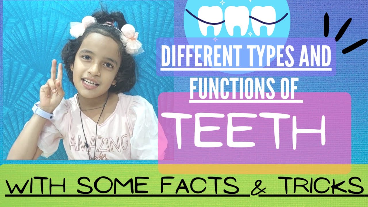 Different types of teeth/ Types of teeth class 4/Different types of