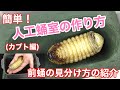 簡単！人工蛹室の作り方＆前蛹の見分け方を紹介　I tried to make an artificial pupal chamber of　beetle