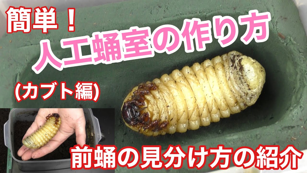 簡単 人工蛹室の作り方 前蛹の見分け方を紹介 I Tried To Make An Artificial Pupal Chamber Of Beetle Youtube