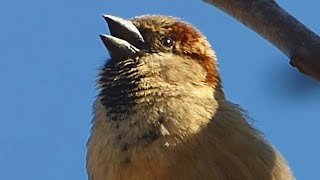 Vrabec domácí - The house sparrow (Passer domesticus) - Hlas/Voice