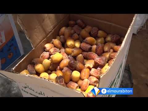 تقرير حول مهنة زراعة النخيل وفنيات رعايتها في مدن الواحات الموريتانية والتي تشكل مصدر رزق لكثيرين