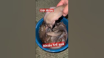 Phần 54: Một buổi câu cá trê đồng giật đã tay. #cauca #fishing #shots