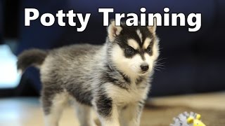 How To Potty Train A Pomklee Puppy - Pom Klee House Training Tips - Housebreaking Pomklee Puppies