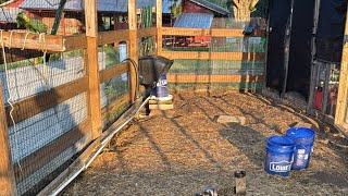 LIVE morning farm chores.