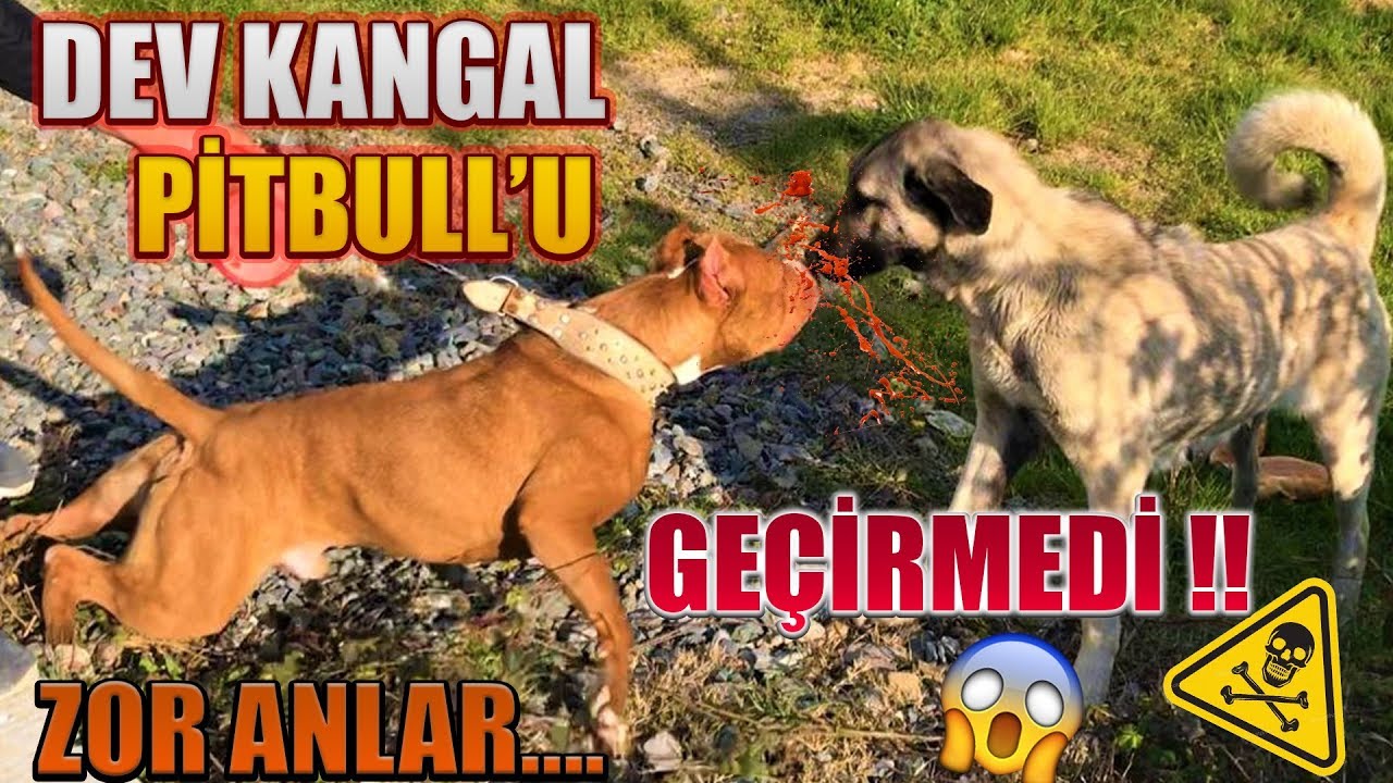 Dev Kangal Pitbullari Gecirmedi Zor Anlar Kangal Vs Pitbull Boyka Youtube