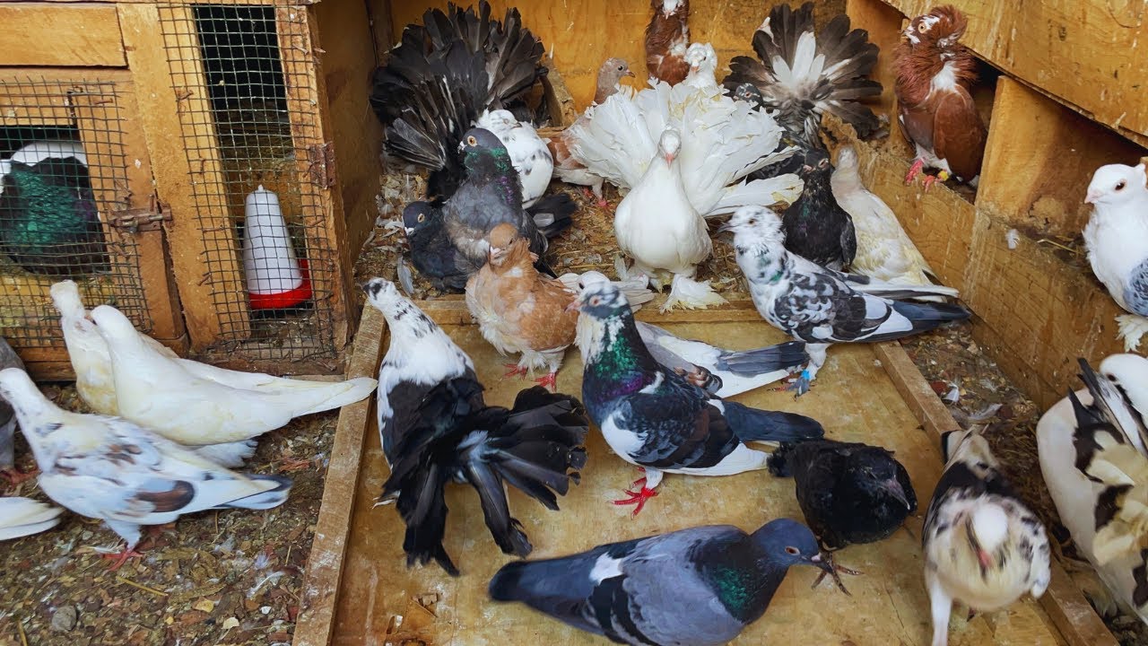 Finding Joy in Simple Things - feeding and caring for Organic Pigeons -Farm Village Life