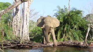 Elephant ( bull ) drinking on the shore of lake Victoria.. Rubondo island Tanzania