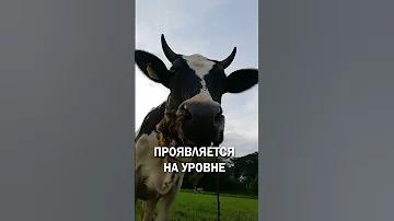 Человек считает себя коровой – как называется болезнь?
