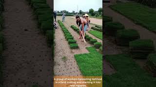 grass turf cutting 🌱 | stacking and landscaping process