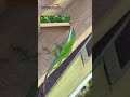 This Little Guy Stole the Show During My Inspection 🦎😳