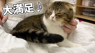 🐈ママのスカートが大好きな猫w