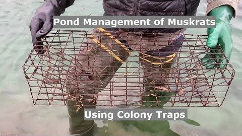 Pond Management | Muskrat Trapping | Colony Traps | Bank Damage