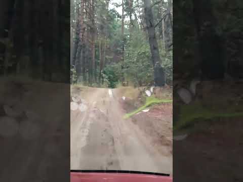 лесные покатушки по