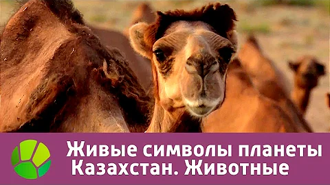 Живые символы планеты. Казахстан. Животные | Живая Планета