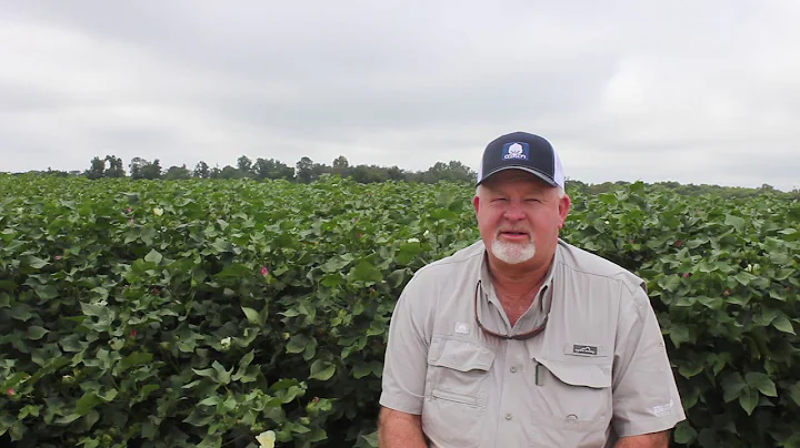 Bart Davis - Georgia Cotton