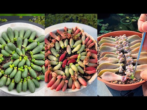 Video: Trồng cây mọng nước Coppertone - Cách chăm sóc cây sa kê Coppertone