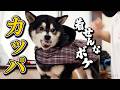 梅雨は不機嫌な柴犬