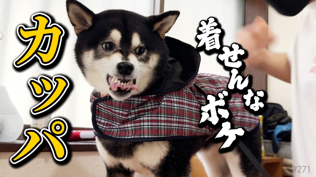梅雨は不機嫌な柴犬