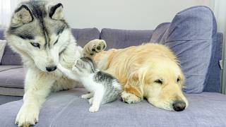 Jealous Husky Reacts Hilariously to Golden Retriever’s New Tiny Kitten Friend… Priceless Reaction!