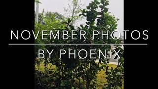 November Photos 2020