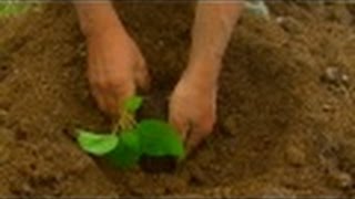 How to Plant Tomato Trees- English subtitles - TvAgro por Juan Gonzalo Angel