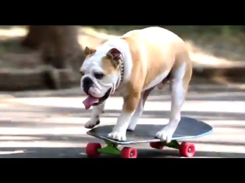 スケボー大好き わんちゃん だいちゃん Skateboarding Dog Dai Long Version 湘南茅ヶ崎 Youtube