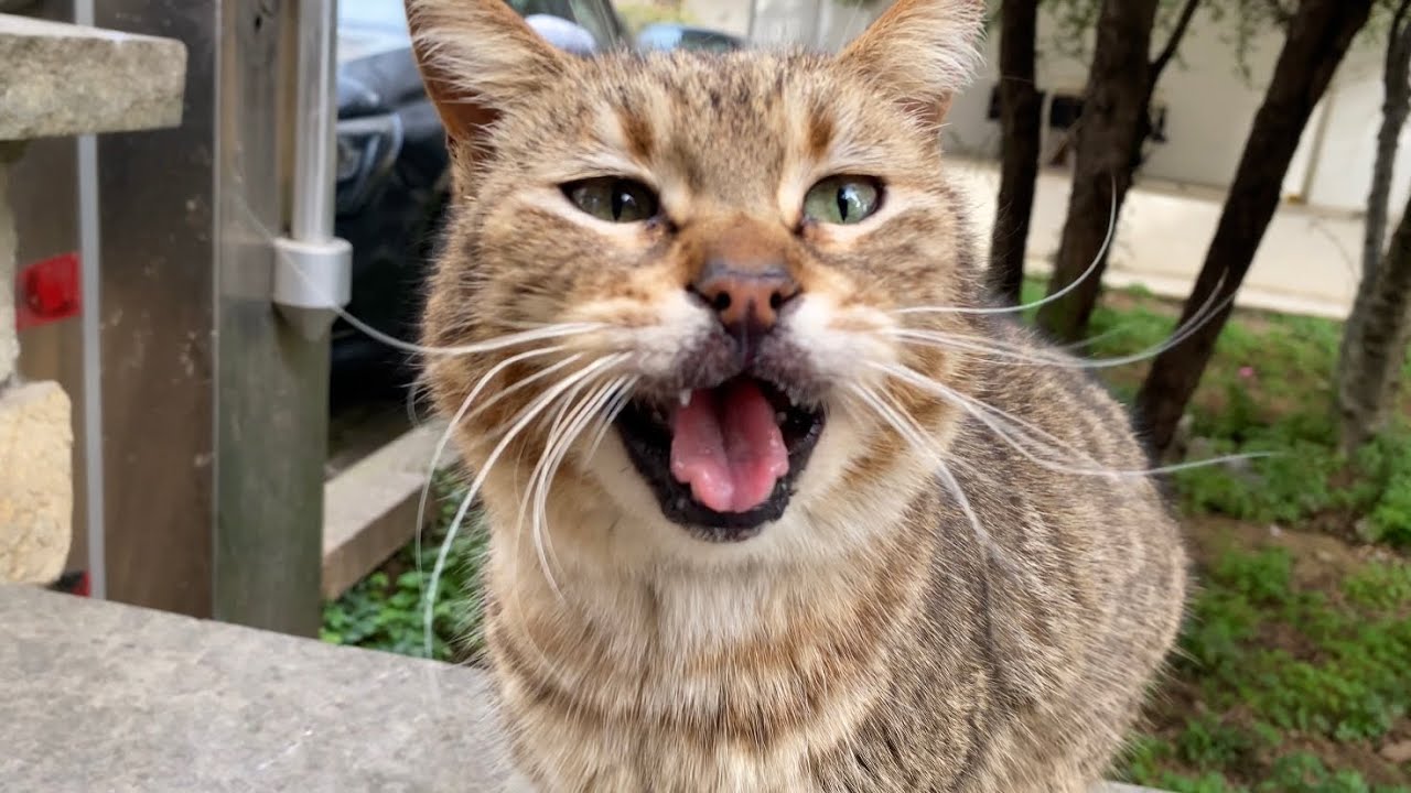 Cute street cat meowing constantly. This cat meows beautifully 🥰 YouTube