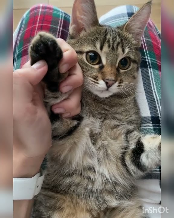 ХАБИБ - Ягода малинка (Премьера клипа