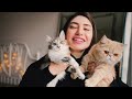 KONUMUZ KEDİLER🐱 | Sorularınız, biraz da tatlı sert atarlar...