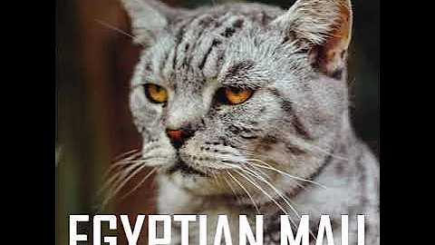 Video 10970081: bengal cat scottish fold, bengal cat american, bengal egyptian mau, korat cat, bombay cat, cat breed, singapura cat, cat house