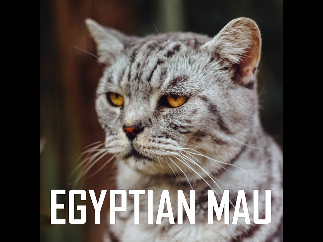 meanest domestic cat breed