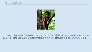 セントジョンズ川