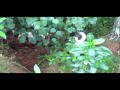 Pig Dog Training School Joshua Kauta Pig Dog Training School Joshua Kauta