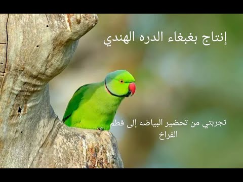 أسهل طريقه لإنتاج بغبغاء الدره الهندي دره دره هندي دره أفريقي