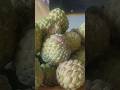 MY BASKET KEEPS OVERFLOWING WITH ORGANIC SUGAR APPLE #fruit #viralvideo 🇯🇲