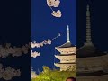 京都で日本で最も幽玄な夜桜 東寺の桜