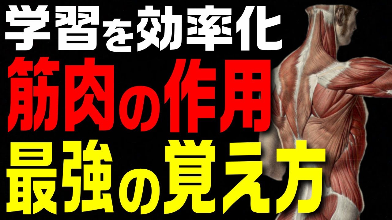 【重要】学習を最効率化する筋肉の最強の覚え方！【理学療法士×解剖学】