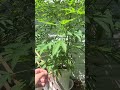 Ricky's hash plant trailer park