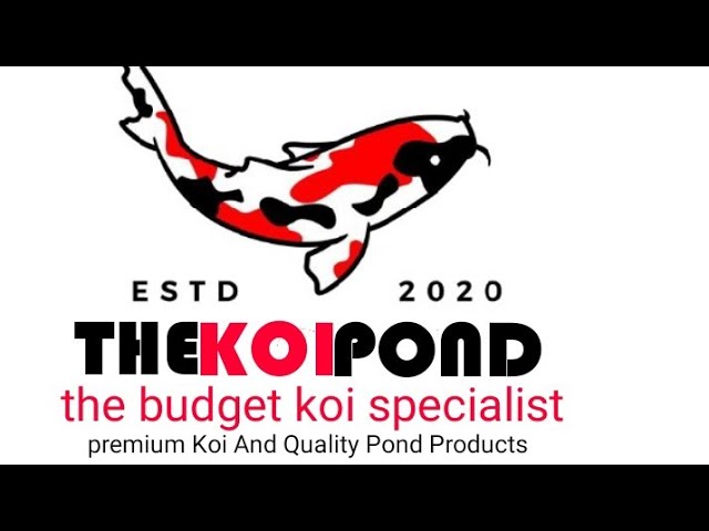 The Koi Pond Update Testing Two Budget Salinity (Salt) Meter? - Youtube