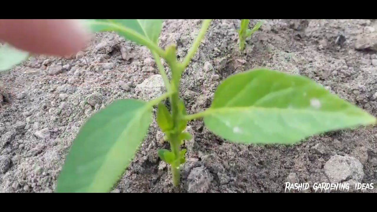 After pinching Result || chilli plants || pinching benefit. Rashid ...