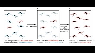 evolution in present time | DDT on mosquitoes , HIV, bacteria | grade 12 life science | ThunderEDuc