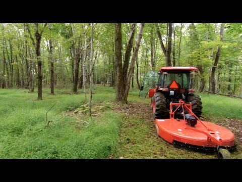 Steep Trail, Dead Trees, Invasive Grass, Kubota MX 5400 in the Woods
