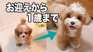 【マルプー】お迎えから1歳までの成長まとめてみた！