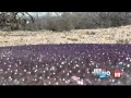 Purple alien eggs found in arizona desert 2013 hq
