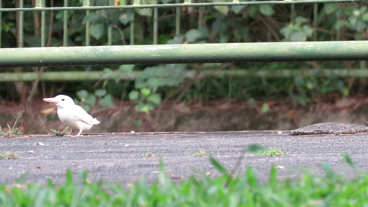 Albino Collared Kingfisher being fed 