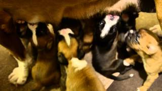 Bachbett German Boxers&#39; &quot;A&quot; Litter at Three Weeks